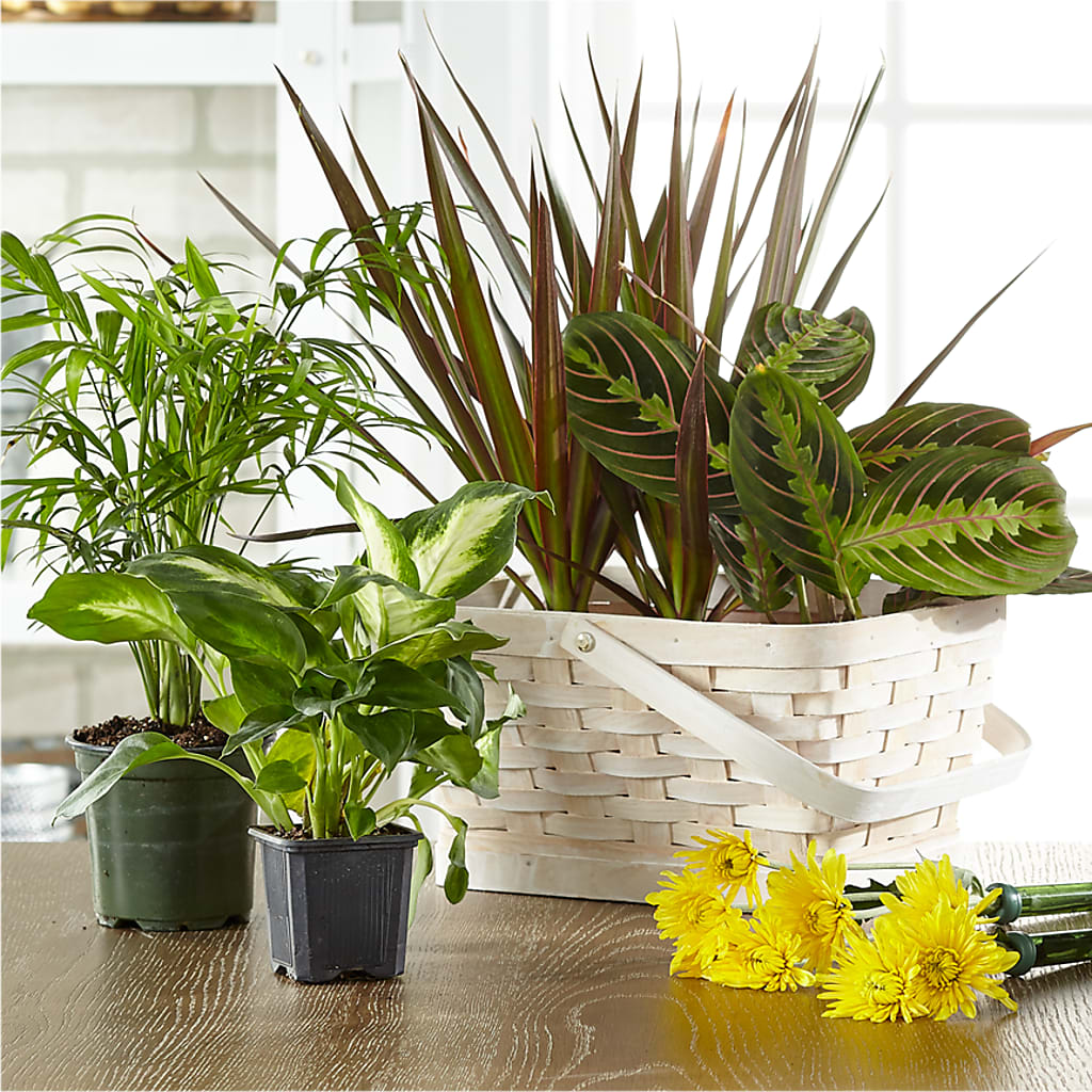 Florist Designed Blooming and Green Plants in a Basket – Bella Fleur Sweets And Gifts Inc, Aurora IL