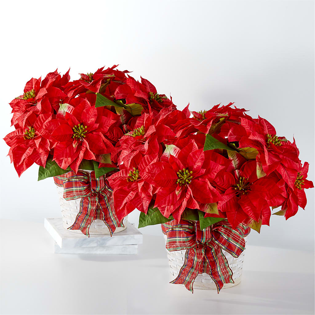 Happiest Holidays Poinsettia Bundle – Bella Fleur Sweets And Gifts Inc, Aurora IL