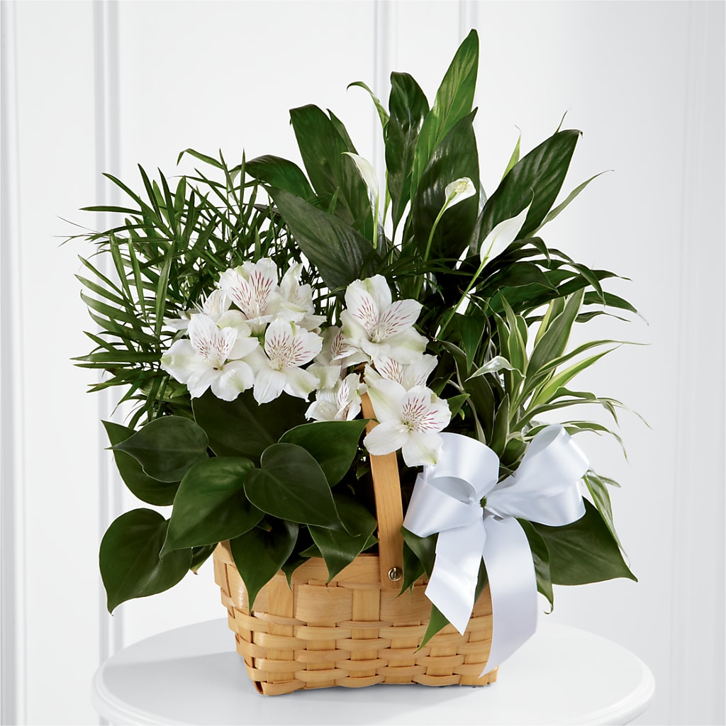 Peace & Serenity Dishgarden – Bella Fleur Sweets And Gifts Inc, Aurora IL