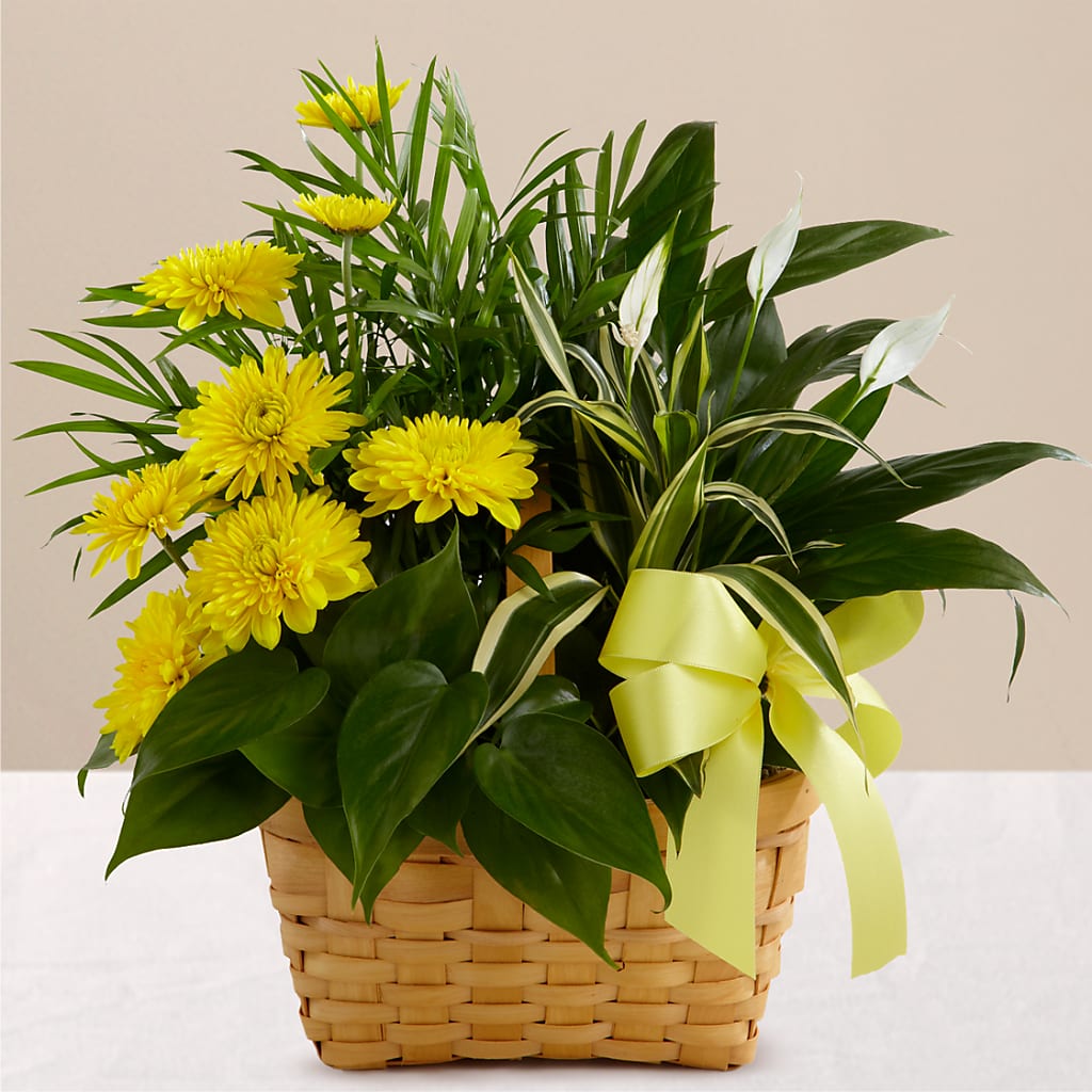 Loving Light Dishgarden – Bella Fleur Sweets And Gifts Inc, Aurora IL