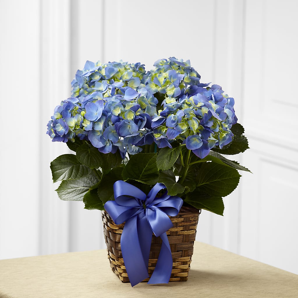 Blue Hydrangea Planter – Bella Fleur Sweets And Gifts Inc, Aurora IL