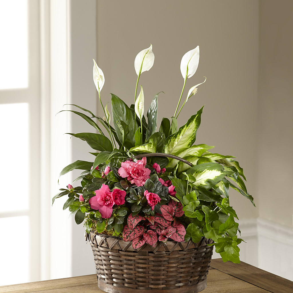 Dream in Pink Dishgarden – Bella Fleur Sweets And Gifts Inc, Aurora IL