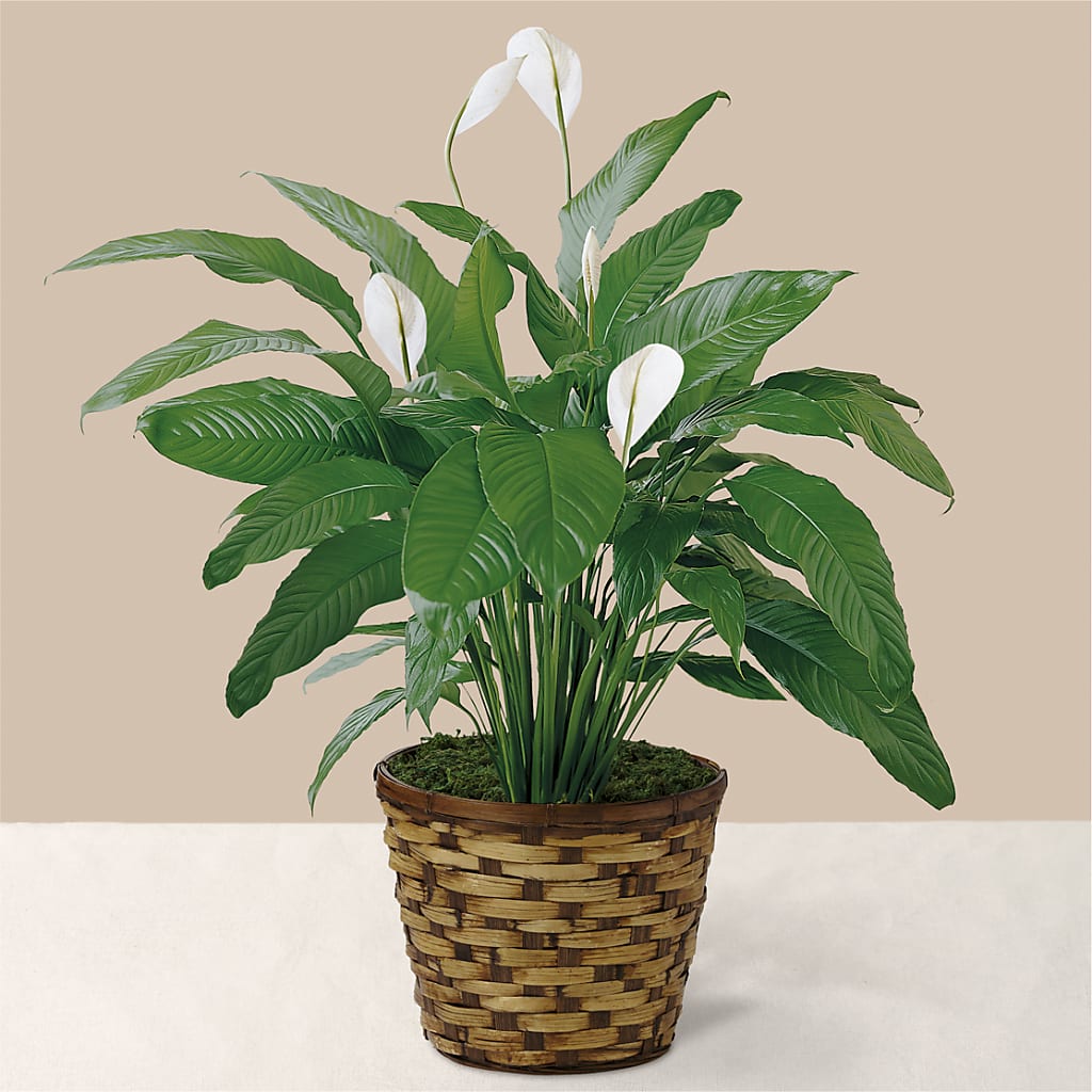 Tranquil Moments Peace Lily Plant – Bella Fleur Sweets And Gifts Inc, Aurora IL