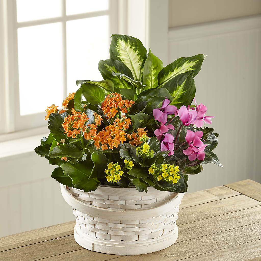 Color Crush Dishgarden – Bella Fleur Sweets And Gifts Inc, Aurora IL