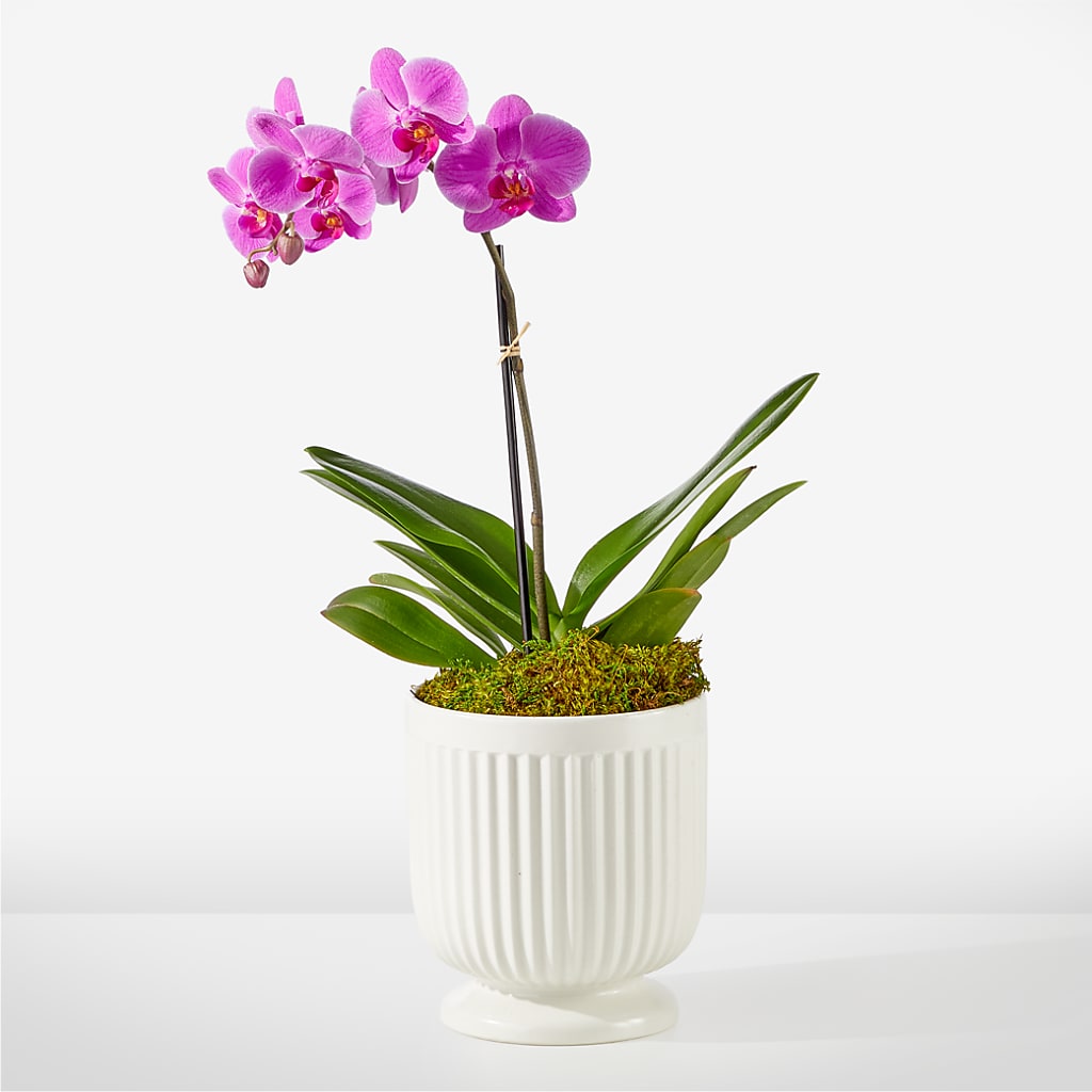 Friendly Fuchsia Orchid – Bella Fleur Sweets And Gifts Inc, Aurora IL