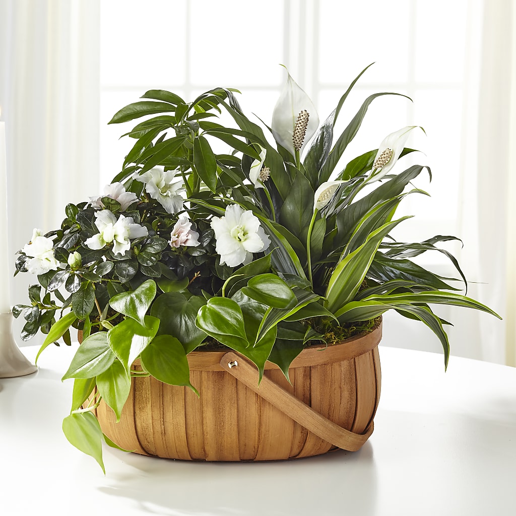 Serene Dishgarden – Bella Fleur Sweets And Gifts Inc, Aurora IL