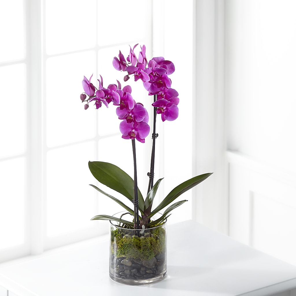 Pink Orchid Plant – Bella Fleur Sweets And Gifts Inc, Aurora IL