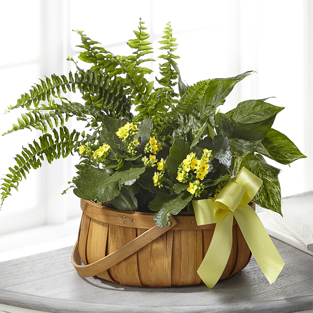Always Dear Dishgarden – Bella Fleur Sweets And Gifts Inc, Aurora IL
