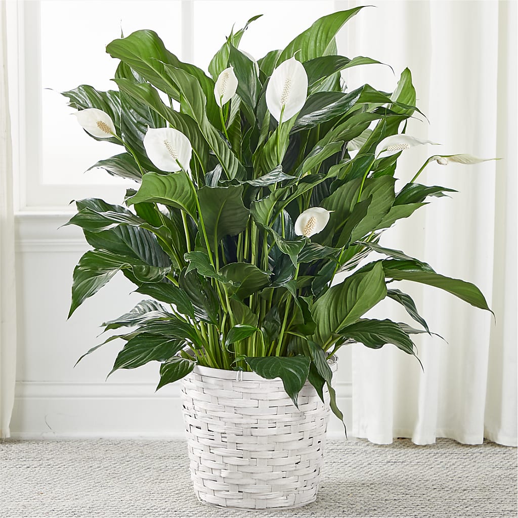 A New Leaf Peace Lily – Bella Fleur Sweets And Gifts Inc, Aurora IL