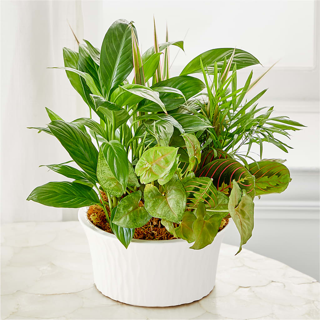 Balance & Harmony Dishgarden – Bella Fleur Sweets And Gifts Inc, Aurora IL