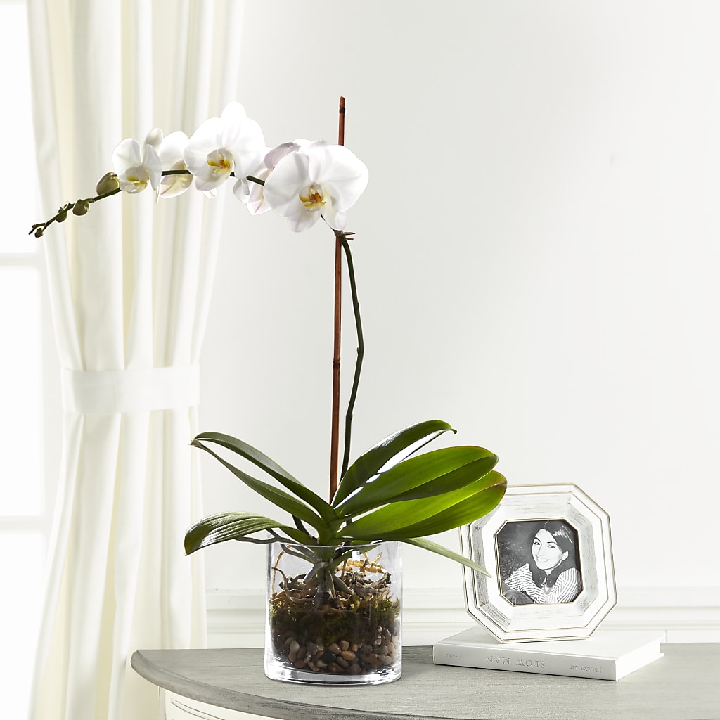 White Orchid Planter – Bella Fleur Sweets And Gifts Inc, Aurora IL