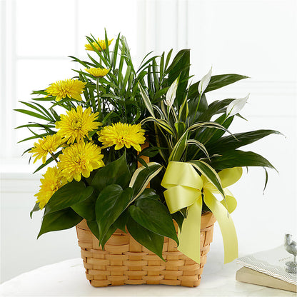 Loving Light Dishgarden –  Bella Fleur Sweets And Gifts Inc, Aurora IL
