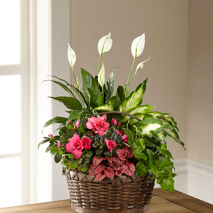 Dream in Pink Dishgarden –  Bella Fleur Sweets And Gifts Inc, Aurora IL