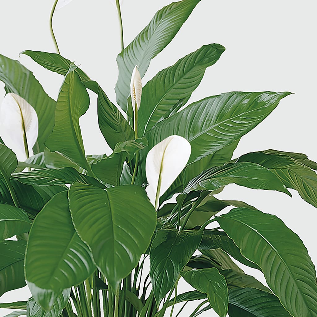 Tranquil Moments Peace Lily Plant –  Bella Fleur Sweets And Gifts Inc, Aurora IL