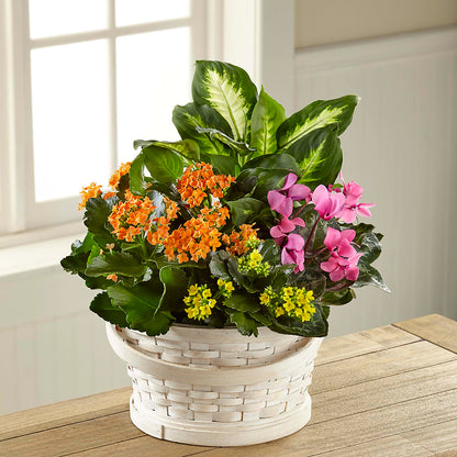 Color Crush Dishgarden –  Bella Fleur Sweets And Gifts Inc, Aurora IL