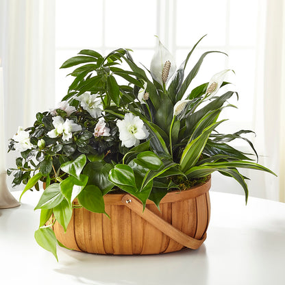 Serene Dishgarden –  Bella Fleur Sweets And Gifts Inc, Aurora IL