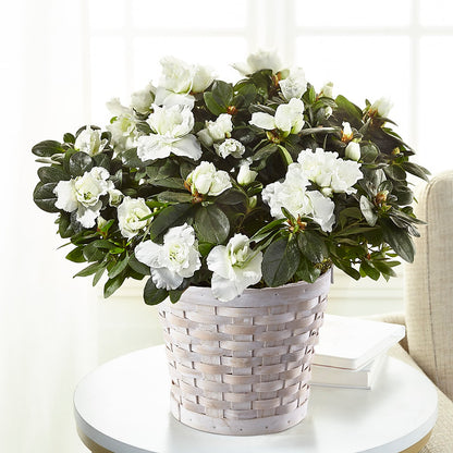 White Azalea Plant –  Bella Fleur Sweets And Gifts Inc, Aurora IL