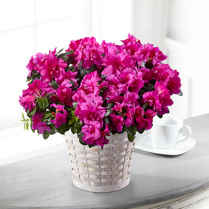 Hope & Serenity Azalea Plant –  Bella Fleur Sweets And Gifts Inc, Aurora IL