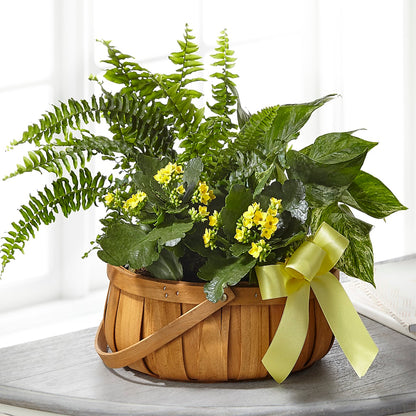 Always Dear Dishgarden –  Bella Fleur Sweets And Gifts Inc, Aurora IL