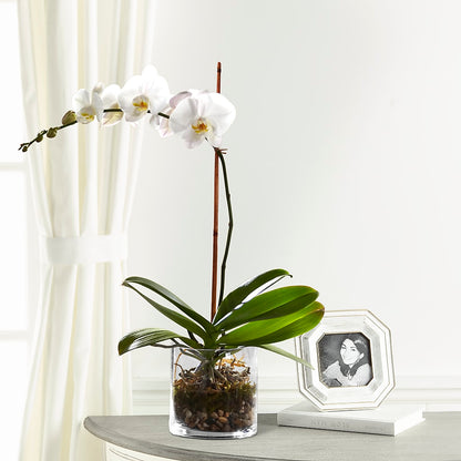 White Orchid Planter –  Bella Fleur Sweets And Gifts Inc, Aurora IL